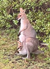 Pretty Faced Wallaby with Bub