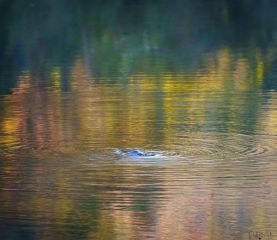 Platypus having a swim